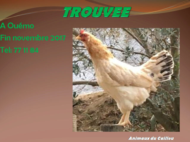 TROUVEE poule à dominance blanche à Ouémo 20171246