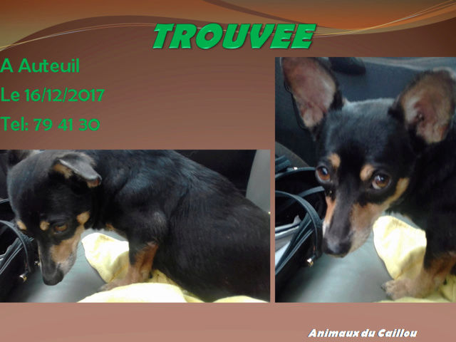 chihuahua - TROUVEE chihuahua noire et feu à Auteuil le 16/12/2017 20171278