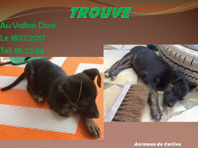 TROUVE chiot noir, pattes bringées au Vallon Dore le 18/12/2017 20171294