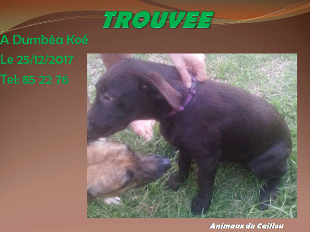 labrador - TROUVEE jeune labrador chocolat collier anti-puce mauve à Dumbéa Koé le 25/12/2017 20171331