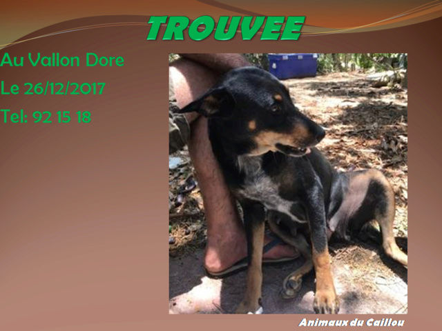 TROUVE chienne noire et feu poitrail blanc moucheté au Vallon Dore le 26/12/2017 20171341