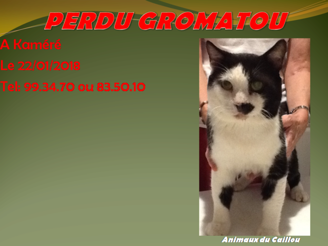 PERDU GROMATOU chat noir et blanc à Kaméré le 22/01/2018 20180171