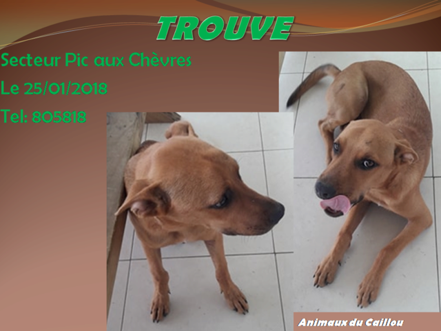 TROUVE chien couleur fauve secteur Pic aux Chèvres - Dumbéa sur Mer le 25/01/2018 20180182