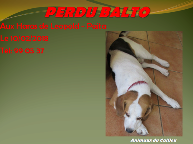 PERDU BALTO type beagle blanc noir et marron aux Haras de Leopold, Paita le 10/02/2018 20180230