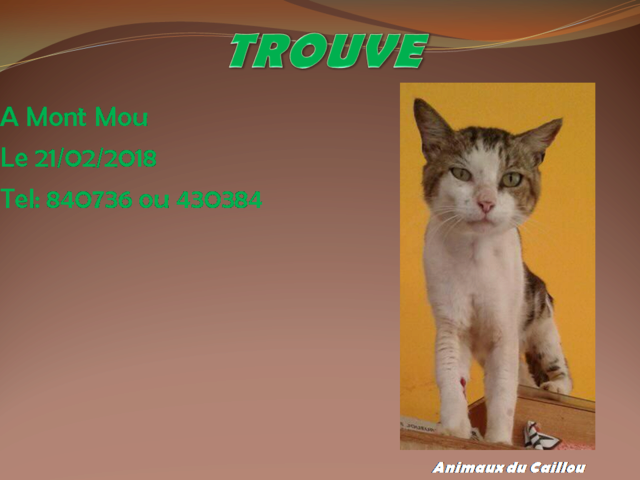 TROUVE chat blanc et tigré yeux verts au Mont Mou le 21/02/2018 20180241