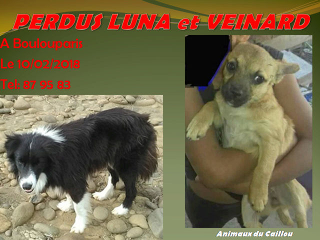 chihuahua - PERDUS LUNA type chihuahua fauve et VEINARD border collier noir et blanc à Boulouparis le 10/02/2018 20180303