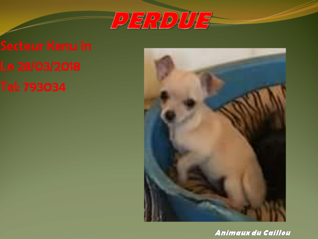 PERDUE chihuahua beige collier rose avec paillettes secteur Kenu In ou dans les environs le 28/03/2018 20180354