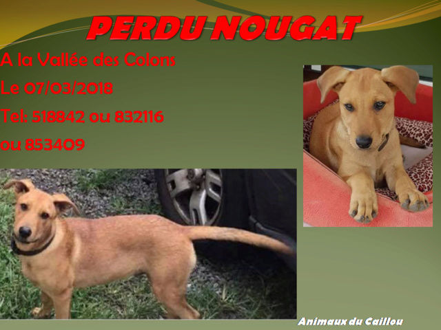 PERDU NOUGAT, jeune chien couleur fauve, collier noir à la Vallée des Colons le 07/03/2018 20180420