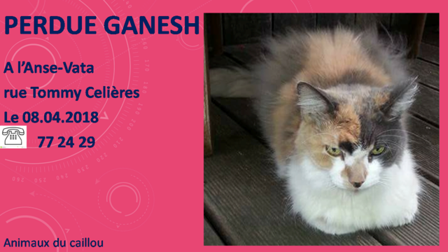 PERDUE GANESH chatte trois couleurs (isabelle) à l'Anse-Vata le 08/04/2018 20180429