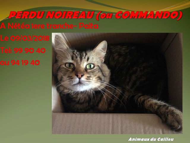 PERDU NOIREAU (COMMANDO) chat tigré yeux verts  à Nétéa 1ere tranche - Paita le 09/03/2018 20180462