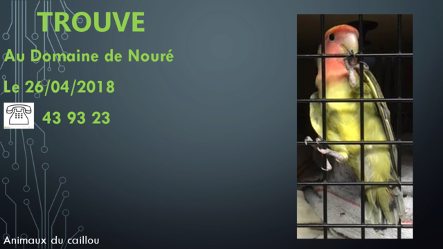TROUVEE perruche ventre jaune tête rouge au Domaine de Nouré le 26/04/2018 20180470