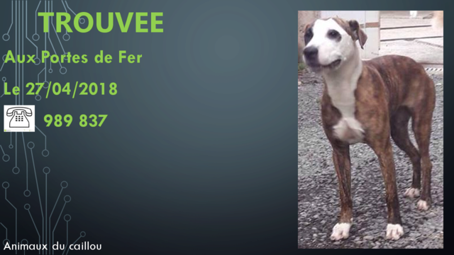 TROUVEE chienne bringée et blanche aux Portes de Fer le 27/04/2018 20180479