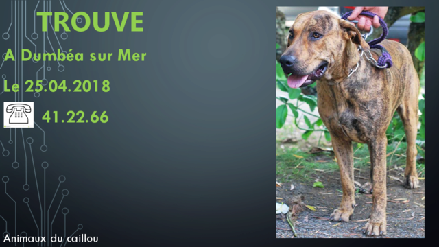 TROUVE chien bringé à Dumbéa sur Mer le 25/04/2018 20180513