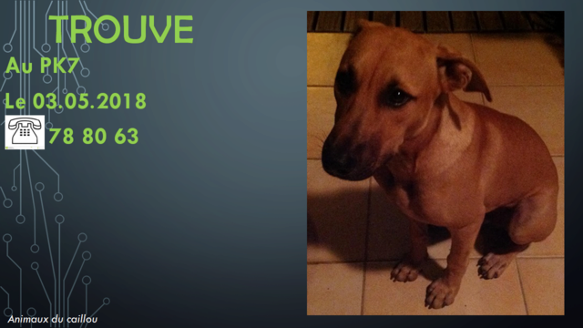 chien - TROUVE jeune chien couleur fauve au PK7 le 03/05/2018 20180518