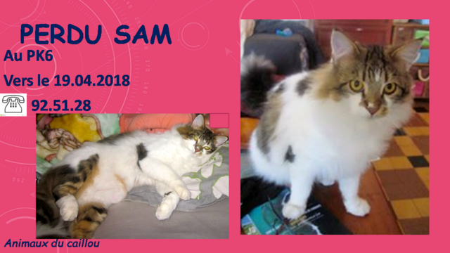 PERDU SAM chat blanc et tigré poils mi-longs  au Pk6 vers le 19/04/2018 20180525
