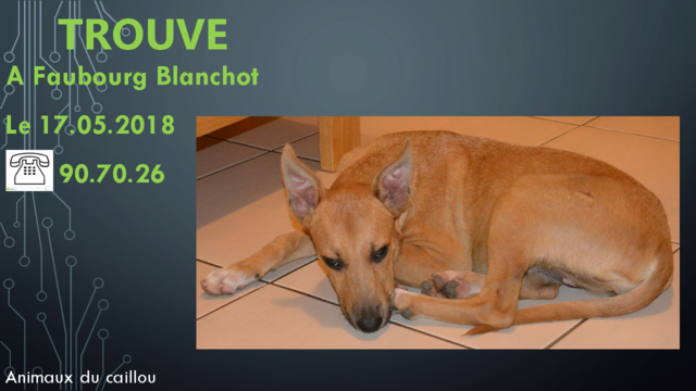 chien - TROUVE chien fauve oreilles droites au Faubourg Blanchot le 17/05/2018 20180549