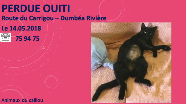 PERDUE OUITI chatte noire yeux verts route du Carrigou - Dumbéa Rivière le 14/05/2018  20180555