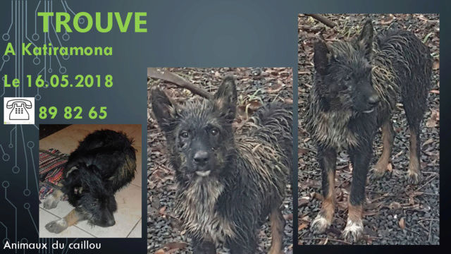 TROUVE chien noir beige et blanc poils mi-longs type griffon? à Katiramona le 16/05/2018 20180609