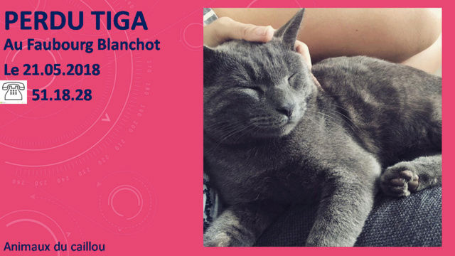 PERDU TIGA chat gris souris tatoué 206CTM au Faubourg Blanchot le 20/05/2018 20180614