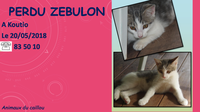 PERDU ZEBULON jeune chat de 6 - 7 mois tigré et blanc à Koutio le 20/06/2018 20180628