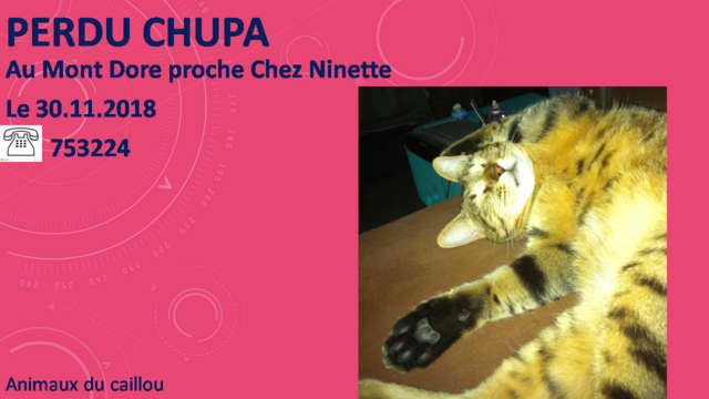 PERDU CHUPA chat tigré au Mont Dore secteur Chez Ninette le 30/11/2018 20181212