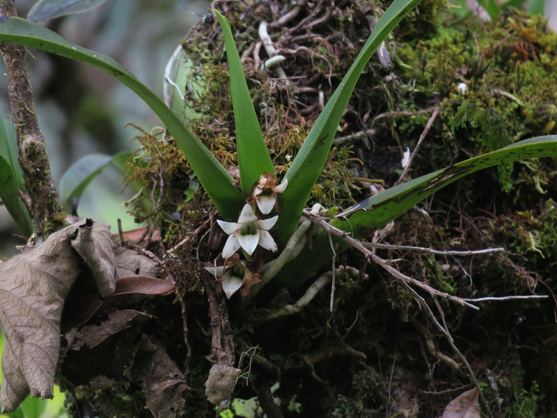 quelques orchidées in situ de la Réunion Angrae11