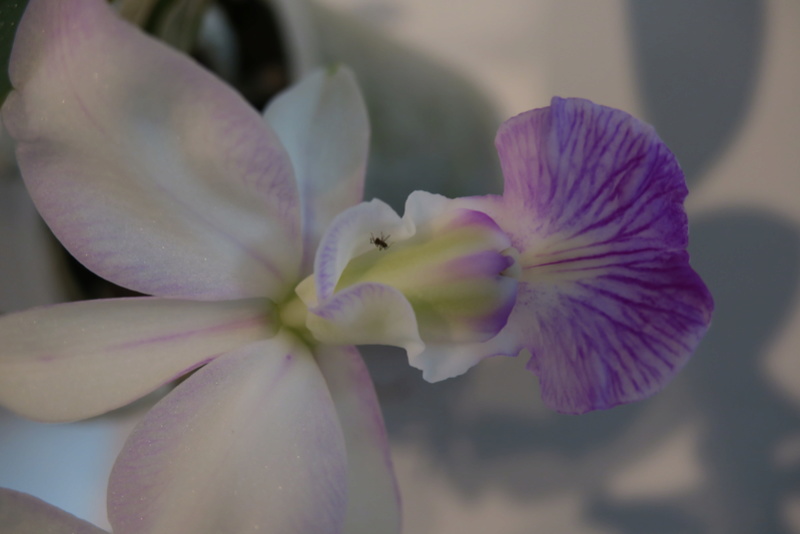 Cattleya walkeriana f. perola Cattle13