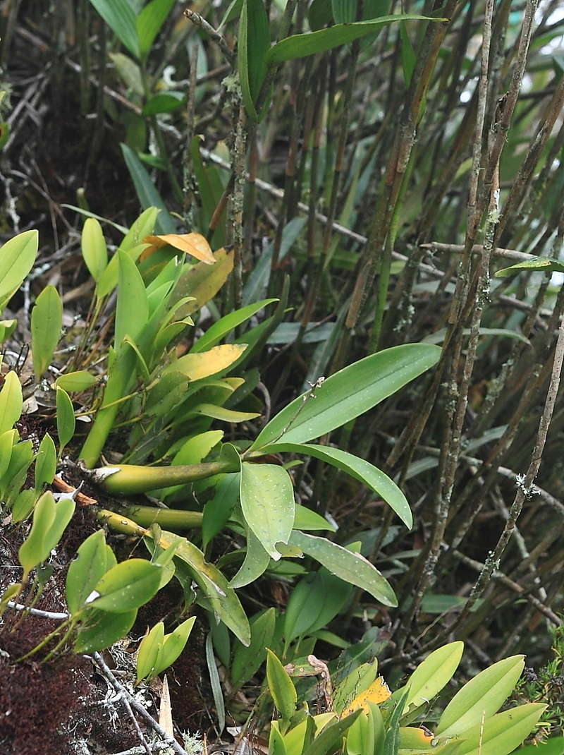 quelques orchidées in situ :de retour du Pérou Img_1313