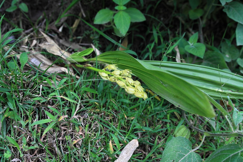 quelques orchidées in situ :de retour du Pérou Img_1315