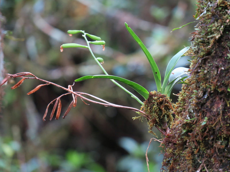 quelques orchidées in situ de la Réunion Img_1813