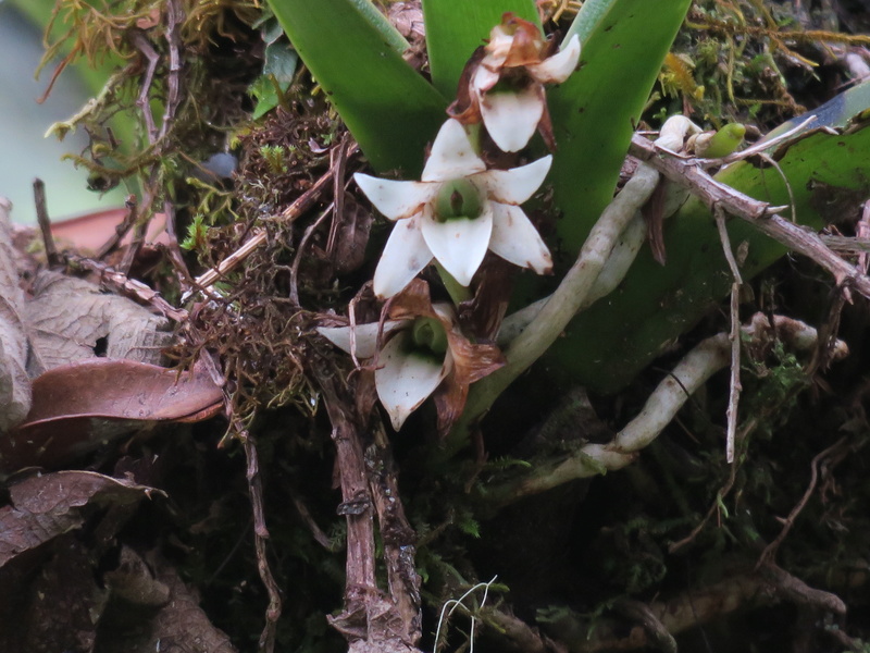 quelques orchidées in situ de la Réunion Img_1911