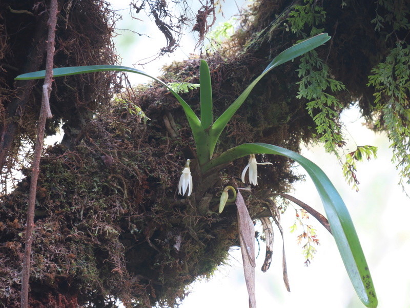 quelques orchidées in situ de la Réunion Img_1916