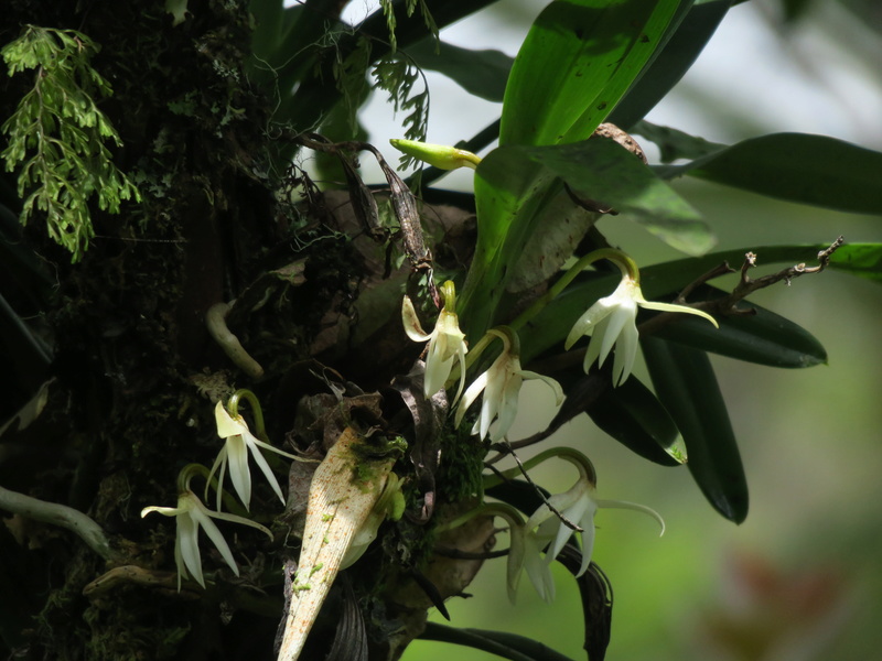 quelques orchidées in situ de la Réunion Img_1917
