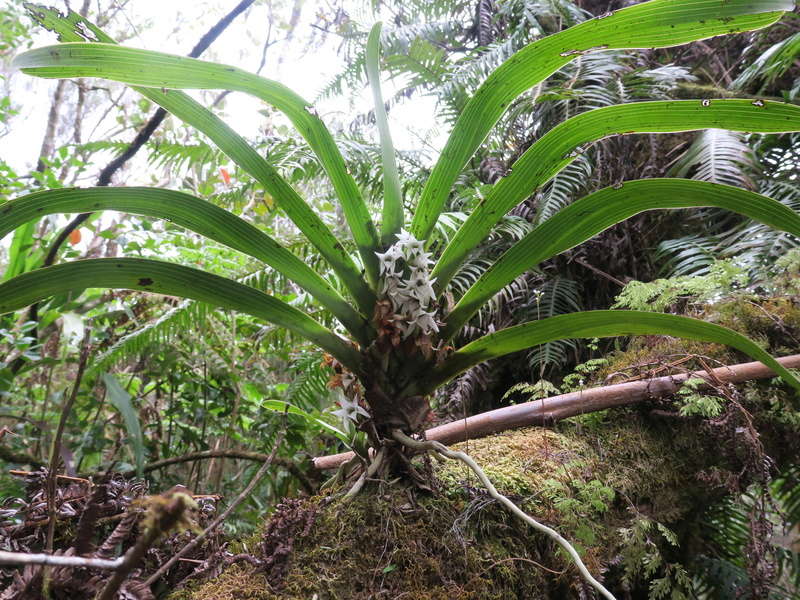 quelques orchidées in situ de la Réunion Img_1920