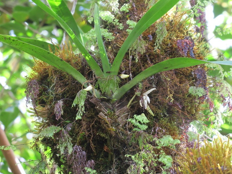 quelques orchidées in situ de la Réunion Img_1922