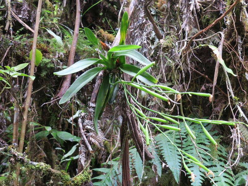 quelques orchidées in situ de la Réunion Img_1923