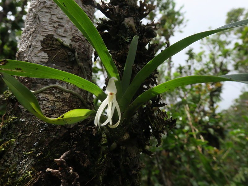 quelques orchidées in situ de la Réunion Jumell10