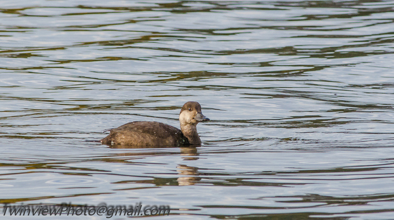 un canard plongeur incertain 002_9110