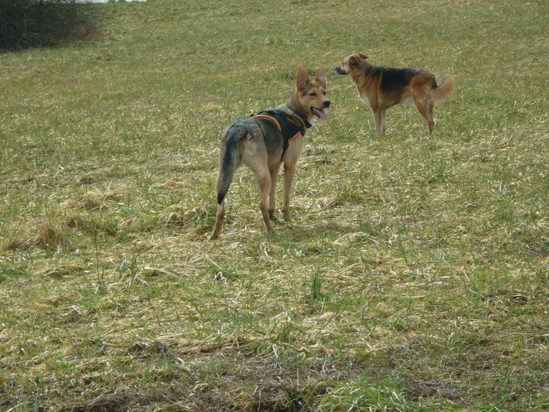 NYNA (ex INNA) - chiot femelle, croisée berger, née env mai 2017, taille moyenne adulte - en FA chez Marusia - Adoptée par Sandrine (54) - Page 2 02411