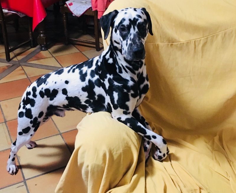 JERRY, type dalmatien 3 ans - M 56fc4110