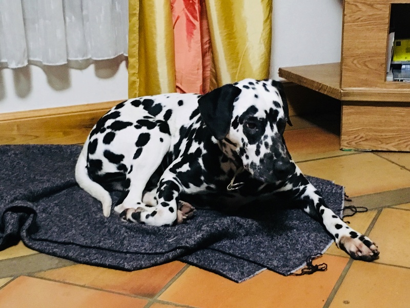 JERRY, type dalmatien 3 ans - M E5f37a10