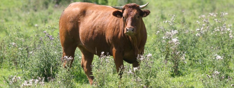 Pays-Bas : une vache refuse d'aller à l'abattoir et devient une vedette nationale 14294010