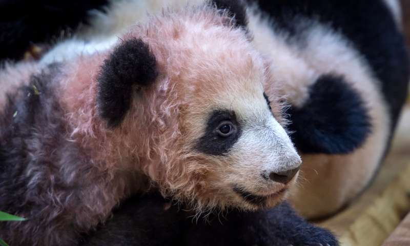  Pourquoi le bébé panda du zoo de beauval est-il rose et frisé ? 1648ca10