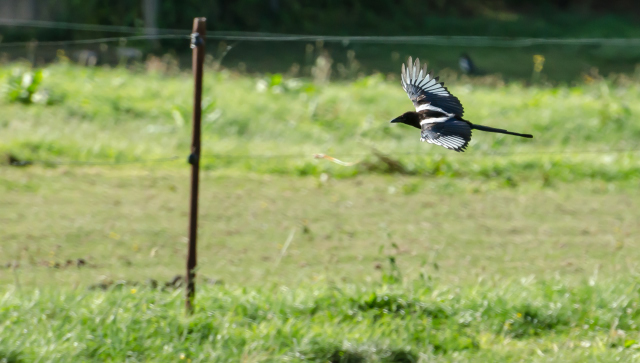 une Pie rieuse dans un pré derrière chez moi en 2012 Dsc_1610