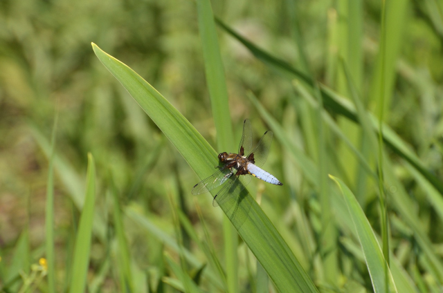 Libellelues parc de flémalle - le 15 mai 2018 photos / Aurore Dorren - ma fille avec nikon D7000 + 70-300mm Les_ra21