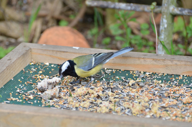 Mésanges charbonnière sur un tami spécial pour les oiseau 2012 Mysang14