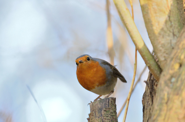 Le Rougegorge familier - Erithacus rubecula Wil_6710