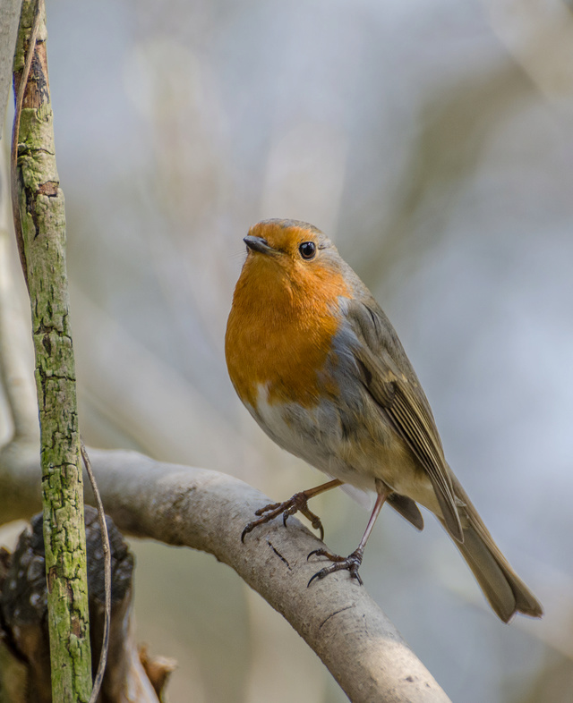 Le Rougegorge familier - Erithacus rubecula Wil_8410