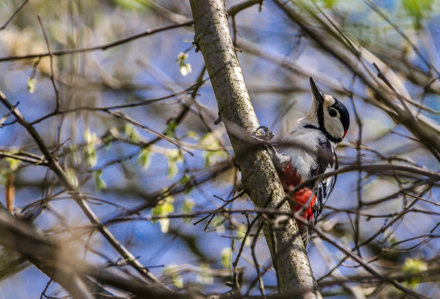 Pic épeiche dans les arbres de mon jardin en 2013 Wil_9711