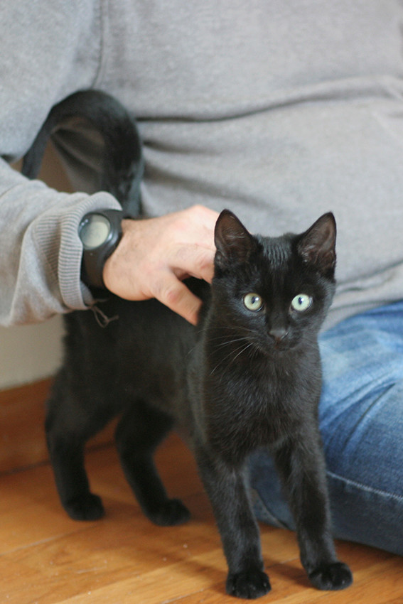 Nash - NASH, chaton noir, né le 25/05/17 Img_0010
